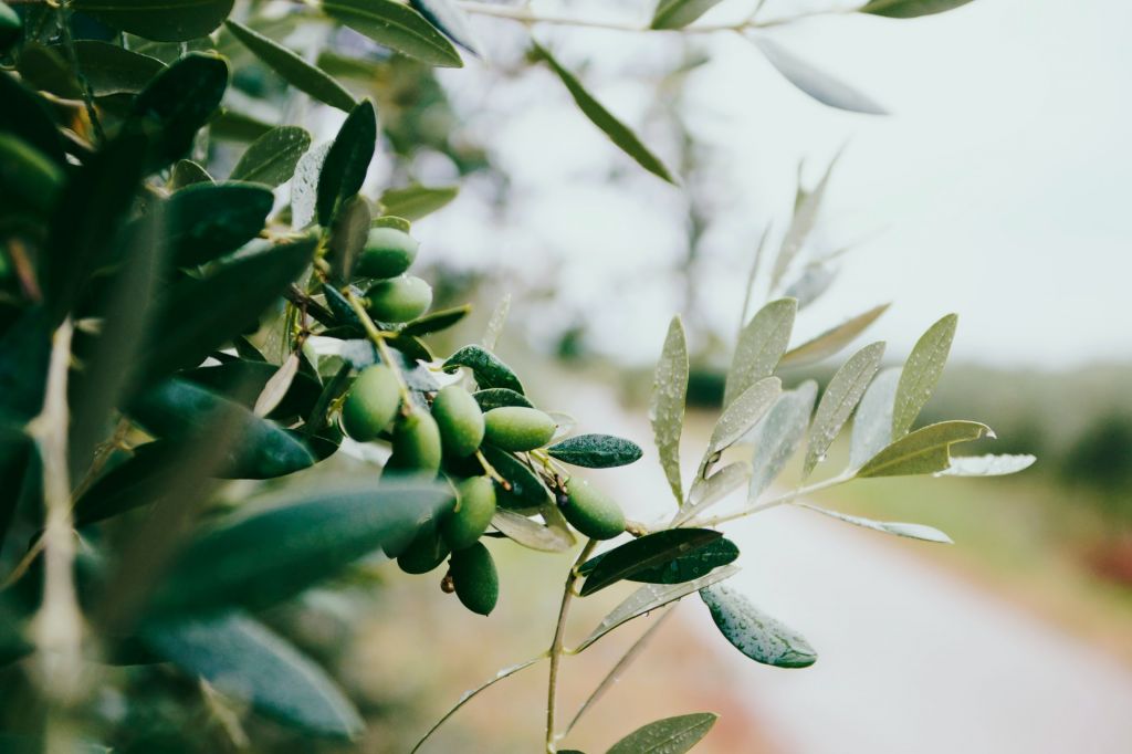 Aceite de oliva que pica: ¿Es mejor o  ...